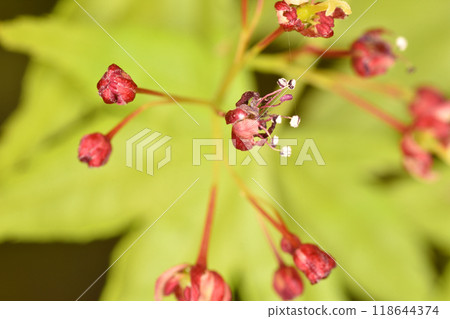 Maple flowers 118644374