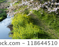 櫻花、油菜花盛開的河畔綠道 118644510