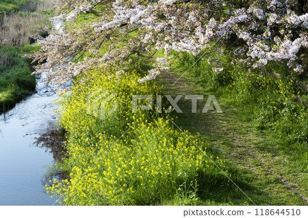 櫻花、油菜花盛開的河畔綠道 櫻花、油菜花盛開的河畔綠道 118644510
