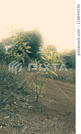 A tree is growing in the middle of a dirt road. The road is empty and the sky is cloudy. The image is a scary and creepy scene A tree is growing in the middle of a dirt road. The road is empty and the sky is cloudy. The image is a scary and creepy scene 118644536
