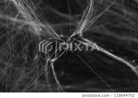 Black spider on spooky creepy cobweb spider web covered a black background 118644702