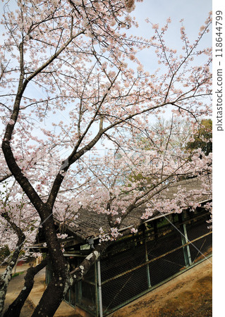 七熊公園的櫻花 118644799