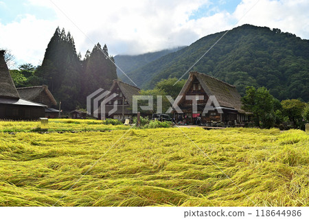 五箇山被雨和風吹倒的稻穗 118644986