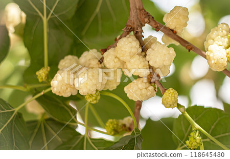 Mulberry fruits grow in Central Asia 118645480