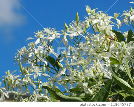 A hawkweed plant bathed in autumn sky and sunlight A hawkweed plant bathed in autumn sky and sunlight 118645787