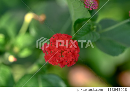 馬纓丹 馬纓丹 118645928