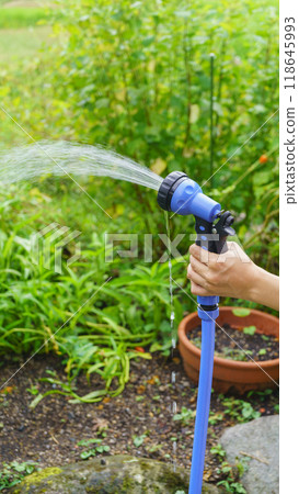 Home gardening/gardening | Watering image 118645993
