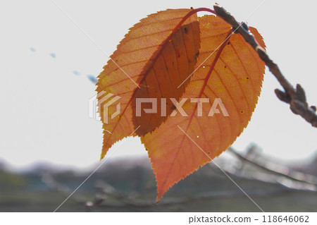 Leaves of autumn leaves cherry blossoms 118646062