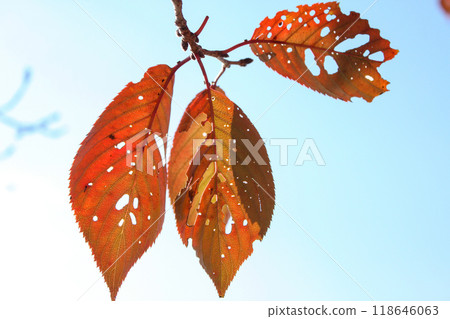 Leaves of autumn leaves cherry blossoms Leaves of autumn leaves cherry blossoms 118646063
