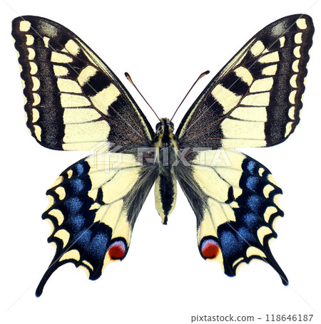 Papilio machaon, Old World swallowtail, colorful yellow blue butterfly isolated on white, close-up, macro. Design element. Papilionidae, collection butterflies, insects. 118646187