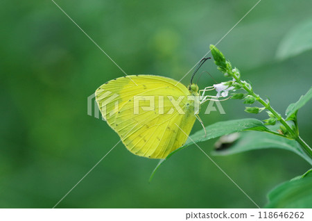 Northern Spotted Butterfly 118646262