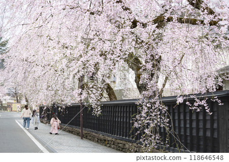 Weeping cherry trees in full bloom along Kakunodate Samurai Residence Street Weeping cherry trees in full bloom along Kakunodate Samurai Residence Street 118646548