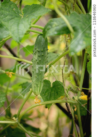 Organic cucumber on a garden bed Organic cucumber on a garden bed 118646960