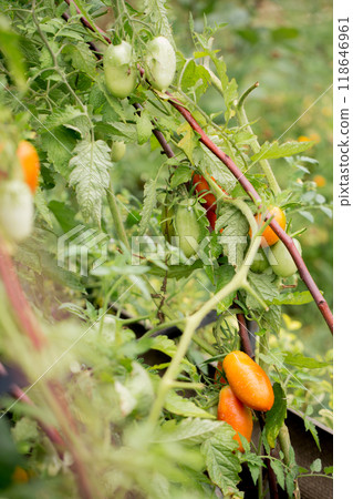 Organic tomatoes on wooden supports in a garden bed Organic tomatoes on wooden supports in a garden bed 118646961