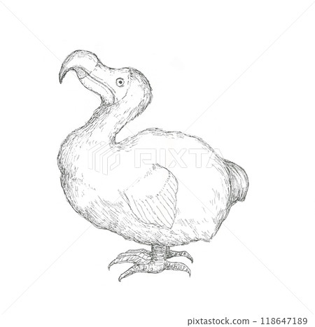 渡渡鳥手繪插圖 渡渡鳥手繪插圖 118647189