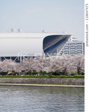 廣島市區櫻花盛開,Edion Peace Wing 廣島 廣島市區櫻花盛開,Edion Peace Wing 廣島 118647473
