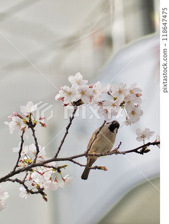 麻雀棲息在櫻桃樹枝上 麻雀棲息在櫻桃樹枝上 118647475