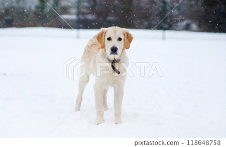 Golden Retriever Puppy Playing In The Snow Outdoors In Winter 118648758