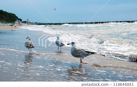 Seagulls Flying And Walking On The Sandy Shore 118648881