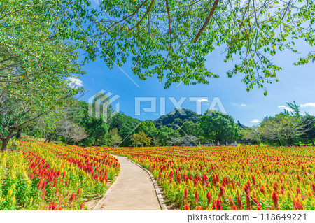 岐阜世界玫瑰園盛開的雞冠花<岐阜縣可兒市> 118649221