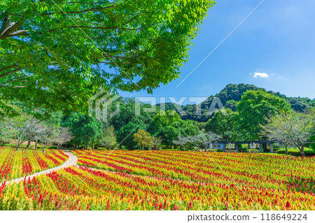 Gifu World Rose Garden, Celosia in full bloom <Kani City, Gifu Prefecture> 118649224