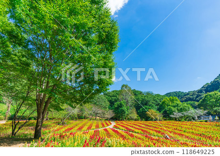 岐阜世界玫瑰園盛開的雞冠花<岐阜縣可兒市> 岐阜世界玫瑰園盛開的雞冠花<岐阜縣可兒市> 118649225