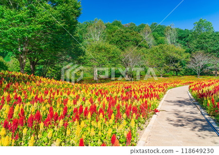 Gifu World Rose Garden, Celosia in full bloom <Kani City, Gifu Prefecture> 118649230