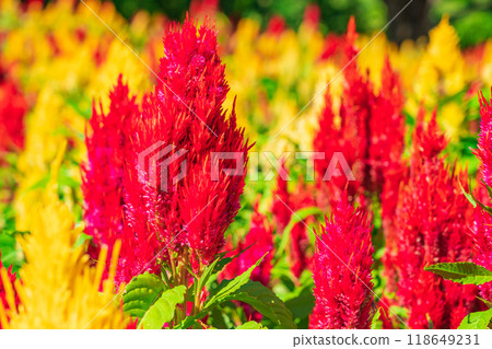 岐阜世界玫瑰園盛開的雞冠花<岐阜縣可兒市> 118649231