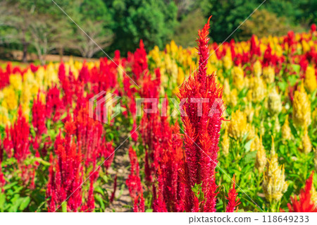 岐阜世界玫瑰園盛開的雞冠花<岐阜縣可兒市> 岐阜世界玫瑰園盛開的雞冠花<岐阜縣可兒市> 118649233