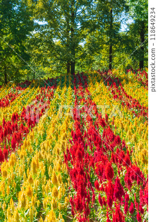Gifu World Rose Garden, Celosia in full bloom <Kani City, Gifu Prefecture> 118649234