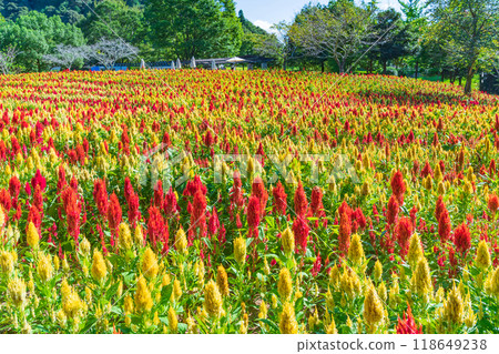 Gifu World Rose Garden, Celosia in full bloom <Kani City, Gifu Prefecture> 118649238