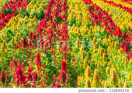 Gifu World Rose Garden, Celosia in full bloom <Kani City, Gifu Prefecture> 118649239