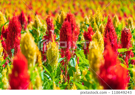 Gifu World Rose Garden, Celosia in full bloom <Kani City, Gifu Prefecture> 118649243