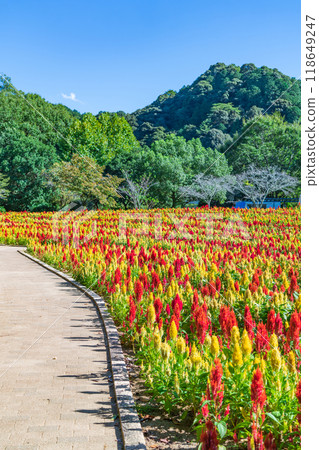 Gifu World Rose Garden, Celosia in full bloom <Kani City, Gifu Prefecture> 118649247