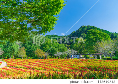 岐阜世界玫瑰園盛開的雞冠花<岐阜縣可兒市> 岐阜世界玫瑰園盛開的雞冠花<岐阜縣可兒市> 118649248