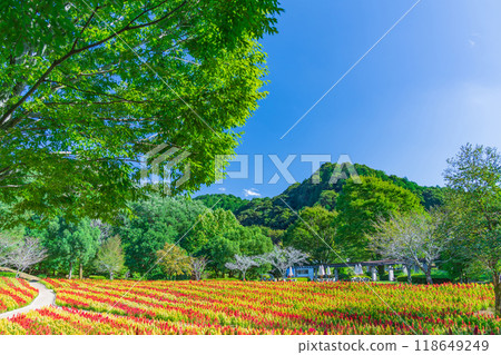 岐阜世界玫瑰園盛開的雞冠花<岐阜縣可兒市> 岐阜世界玫瑰園盛開的雞冠花<岐阜縣可兒市> 118649249
