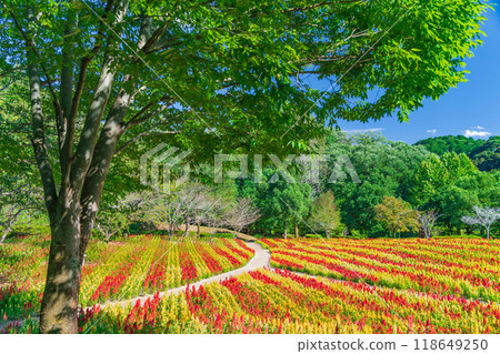 岐阜世界玫瑰園盛開的雞冠花<岐阜縣可兒市> 岐阜世界玫瑰園盛開的雞冠花<岐阜縣可兒市> 118649250