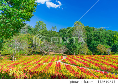 Gifu World Rose Garden, Celosia in full bloom <Kani City, Gifu Prefecture> 118649251
