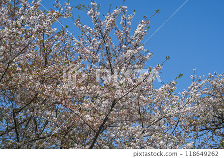 Blooming flowers in cherry blossom season with blue sky in the background Blooming flowers in cherry blossom season with blue sky in the background 118649262