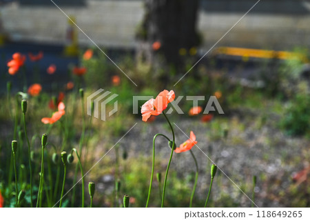 View of red poppy flowers in the park View of red poppy flowers in the park 118649265