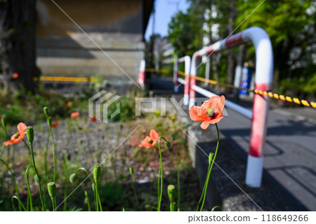 View of red poppy flowers in the park View of red poppy flowers in the park 118649266