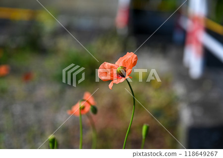 View of red poppy flowers in the park View of red poppy flowers in the park 118649267