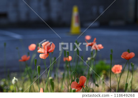 View of red poppy flowers in the park View of red poppy flowers in the park 118649268