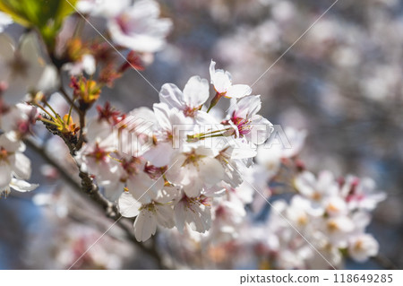 Blooming flowers in cherry blossom season with blue sky in the background Blooming flowers in cherry blossom season with blue sky in the background 118649285