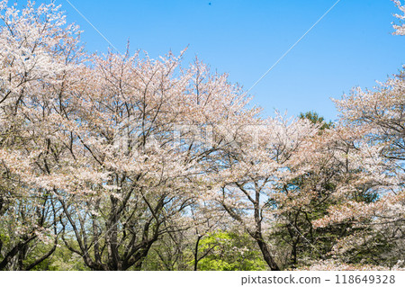 Sakura Hanaki background is Ai Ten, Hanabo Seikai 118649328
