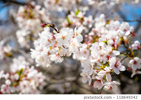 Sakura Hanaki background is Ai Ten, Hanabo Seikai 118649342