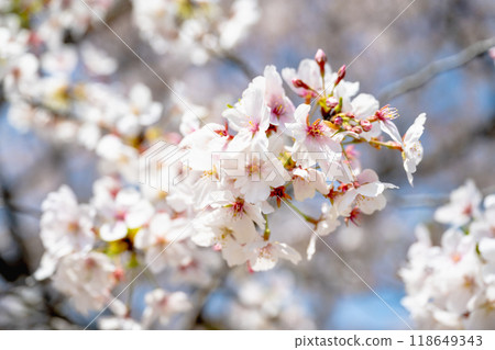 佐倉花木的背景是愛十、花房晴海 118649343