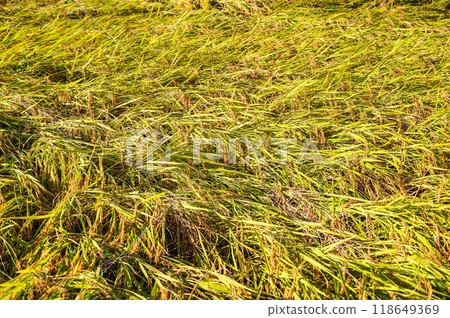 收割前倒下的米 118649369