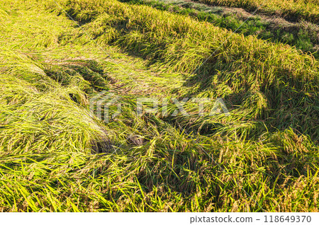 收割前倒下的米 118649370