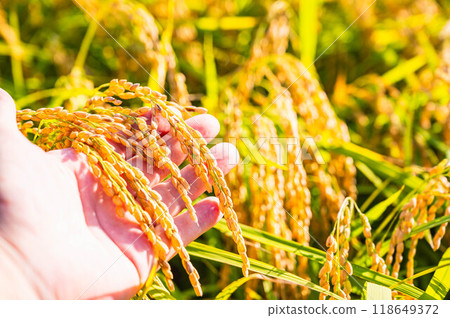 Ripened rice before harvest, Matsumoto City Ripened rice before harvest, Matsumoto City 118649372